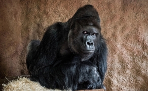 В пражском зоопарке появится новая горилла Кисума