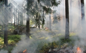 В прошлом году количество пожаров в Чехи увеличилось на 30%