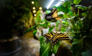 Papillonia – дом бабочек в центре Праги