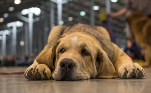 Международная выставка Prague Expo Dog 2019