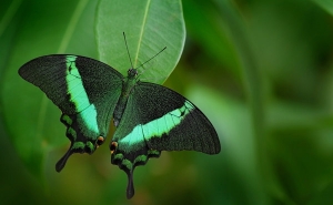 Тропические бабочки в Фата Моргана