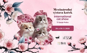 Международная выставка кошек Cat Show