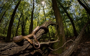Выставка Czech Nature Photo 2025